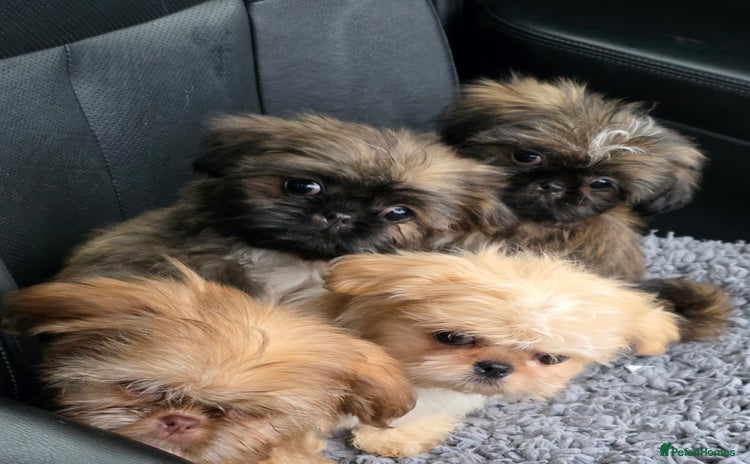 Shih Tzu dogs - Advert 11