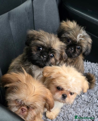 Shih Tzu dogs - Advert 11