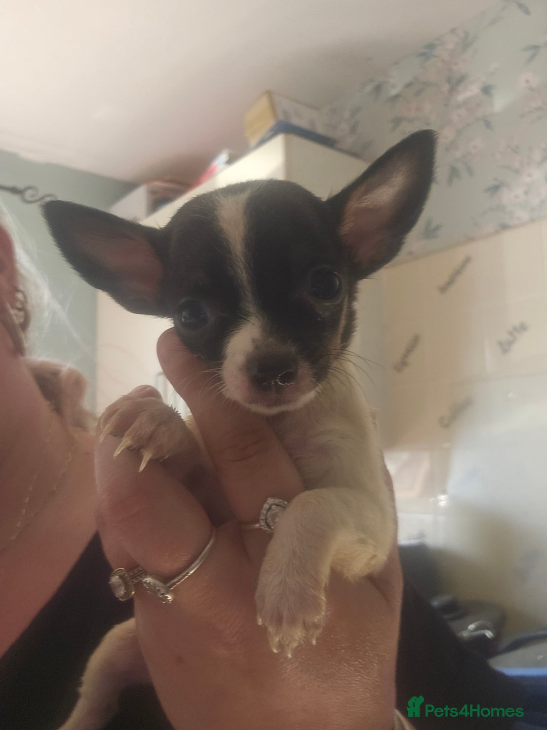 Chiweenie dogs for sale: Chihuahua cross dachshund  - Image 4