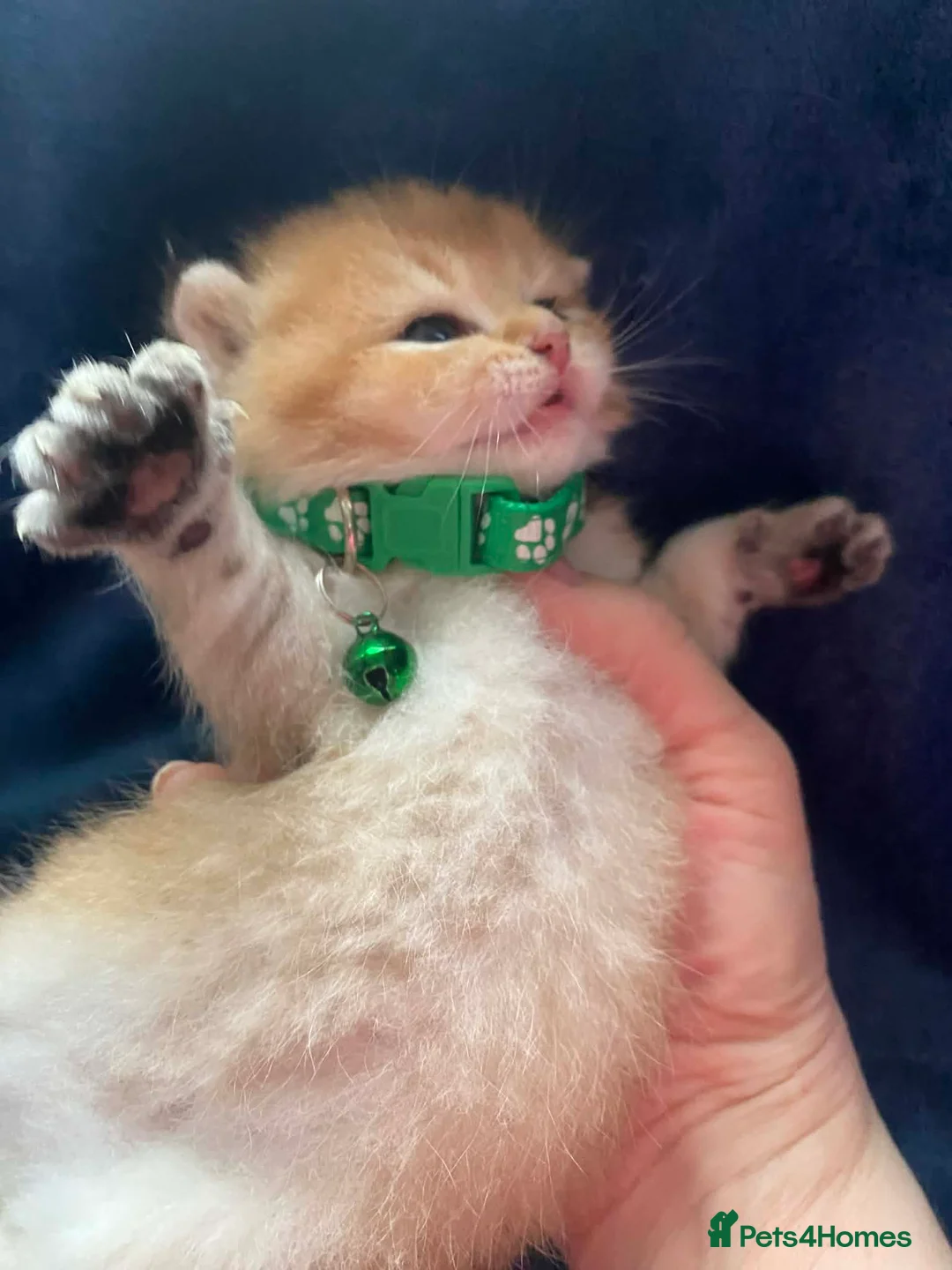 British Shorthair cats for sale: British shorthair kittens  - Advert 25