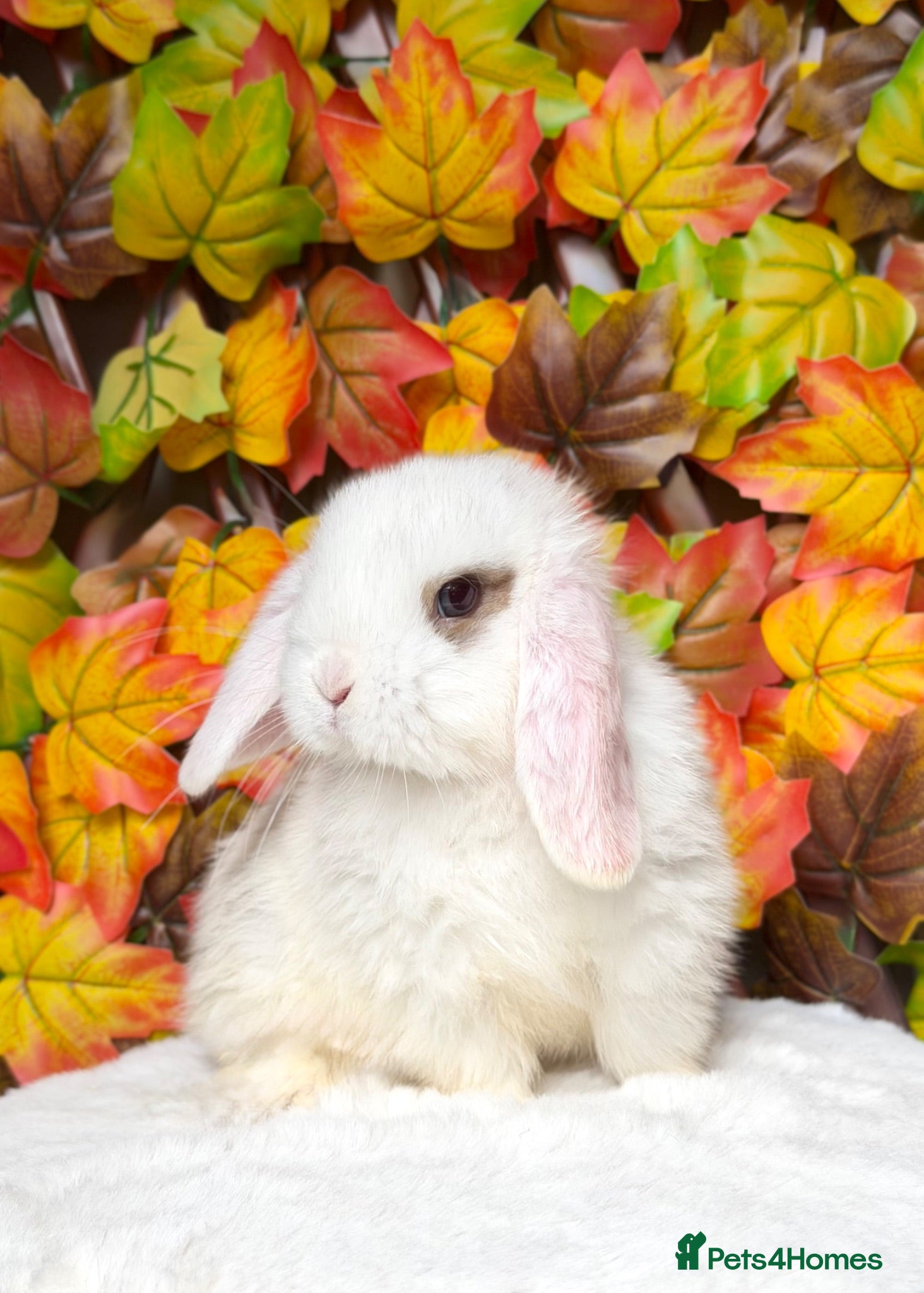 Mini Lop rabbits Quality Mini Lop girls ready now (Super tame) - Advert 12