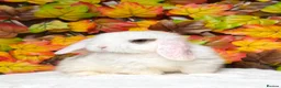 Mini Lop rabbits for sale: Quality Mini Lop girls ready now (Super tame) - Advert 6
