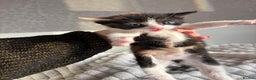 Mixed Breed cats for sale: 3 Gorgeous Kittens - Advert 5