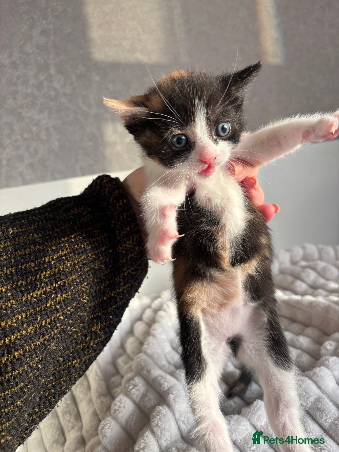 Mixed Breed cats for sale: 3 Gorgeous Kittens - Advert 5