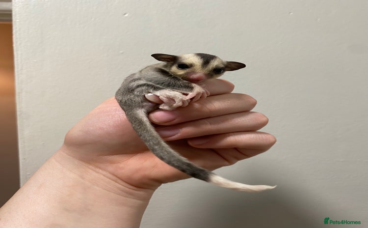 Sugar Glider rodents - Advert 3