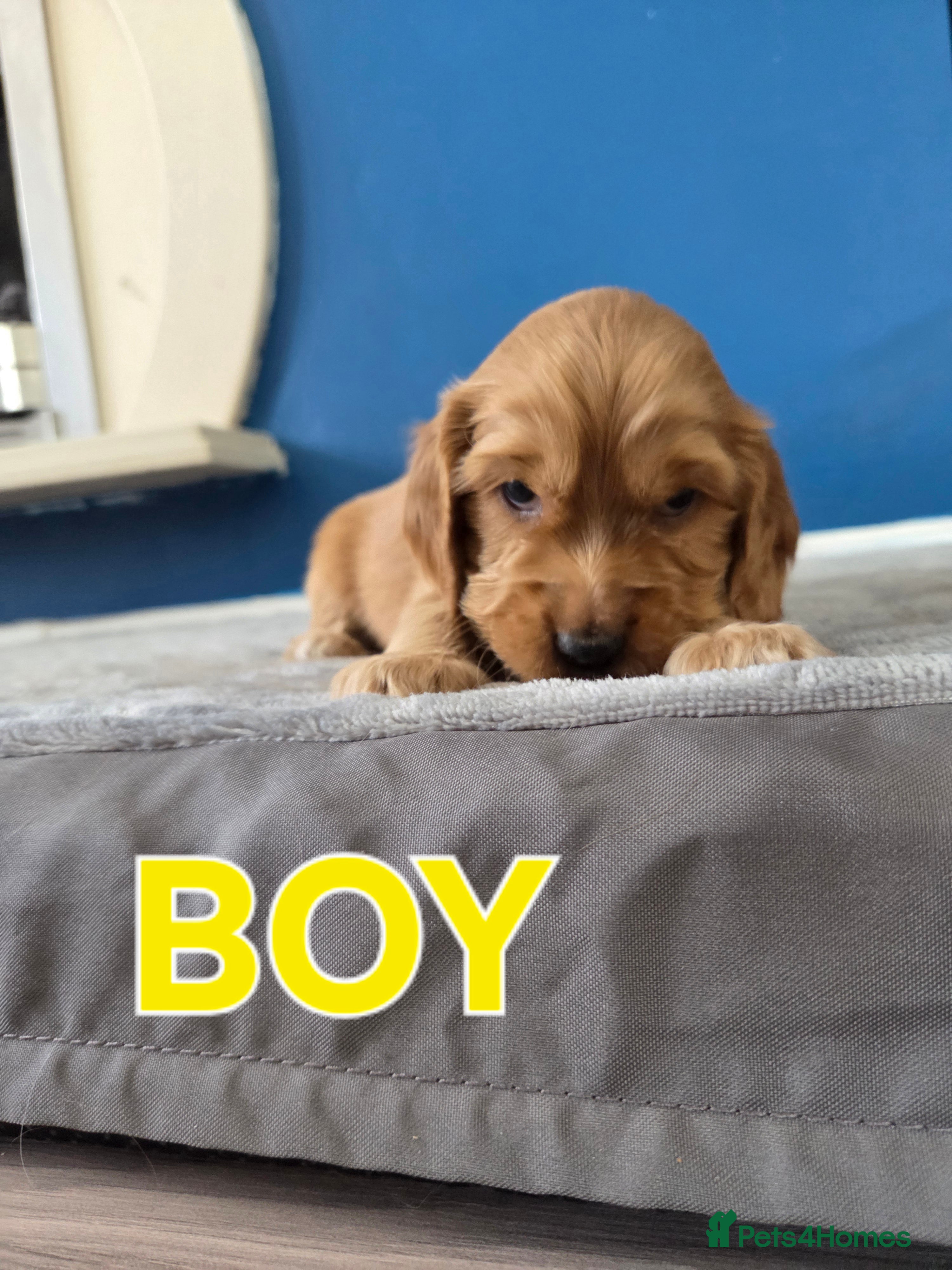 Cocker Spaniel dogs Cocker spaniel puppies - Advert 15