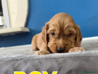 Cocker Spaniel dogs Cocker spaniel puppies - Advert 2