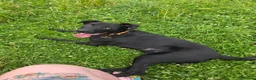 Mixed Breed dogs for sale: Ozzy – 1 Year Old Labrador x Lurcher in Blackwood - Advert 1
