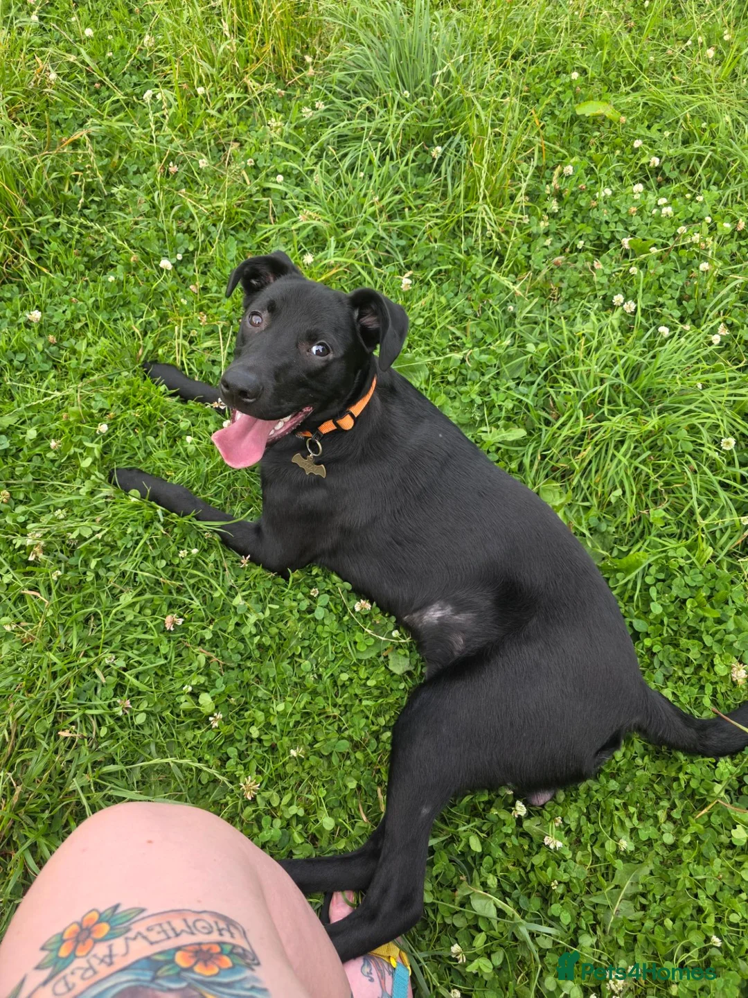 Mixed Breed dogs for sale: Ozzy – 1 Year Old Labrador x Lurcher in Blackwood - Advert 1