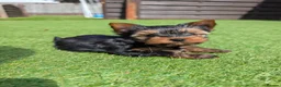 Yorkshire Terrier dogs for sale: Yorkshire terrier boy - Advert 5