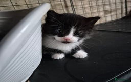 Siberian cats for sale: Beautiful Siberian x BSH kittens  - Image 12