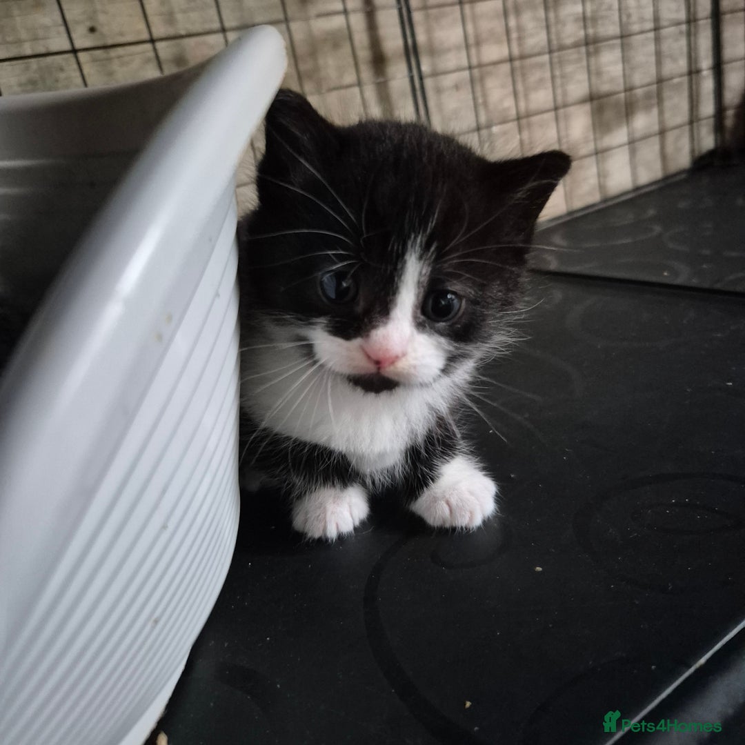 Siberian cats for sale: Beautiful Siberian x BSH kittens  - Image 12
