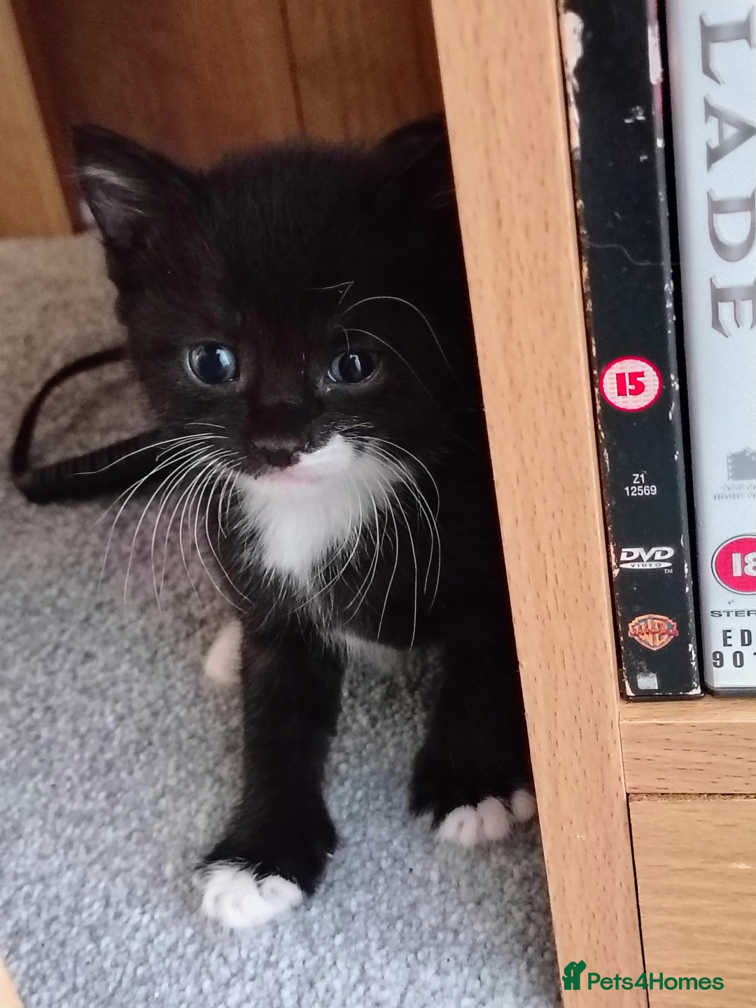 Mixed Breed cats for sale: Mixed breed Tabbies  - Image 5