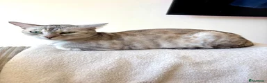 Bengal 1