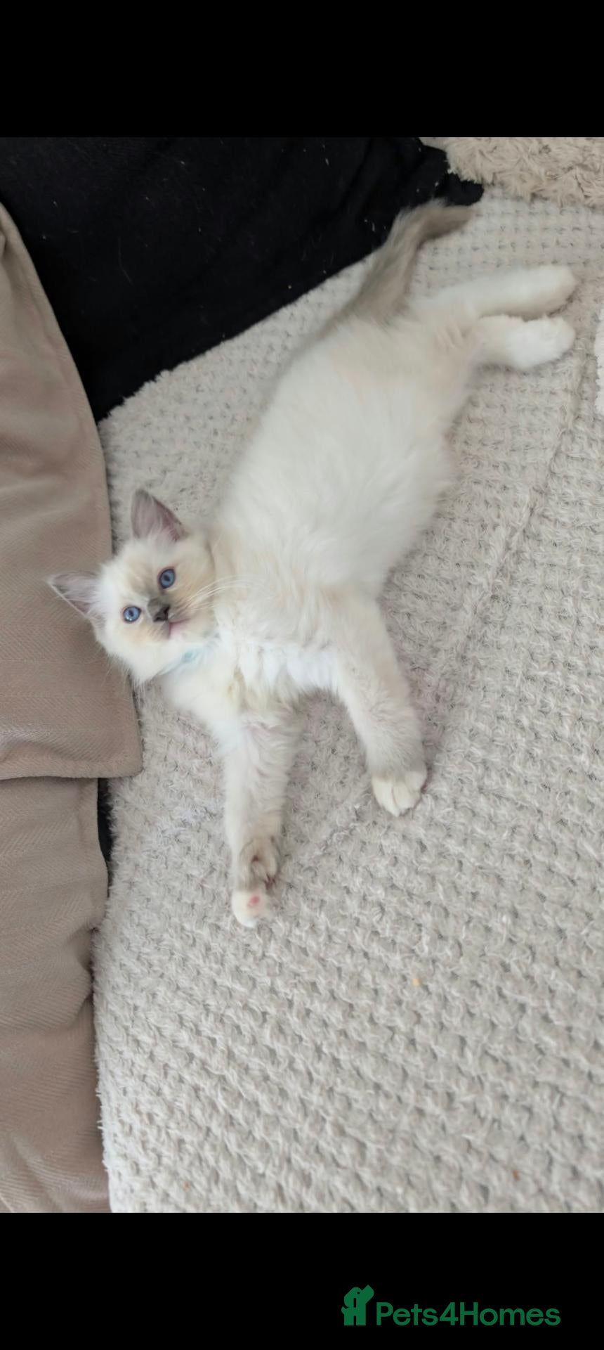 Ragdoll cats Ragdoll Kittens Only 1 boy left  - Advert 14