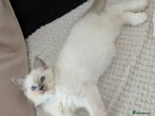 Ragdoll cats Ragdoll Kittens Only 1 boy left - Advert 14
