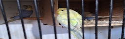 Budgerigars birds for sale: Budgies for sale ,  9 weeks +  - Advert 5