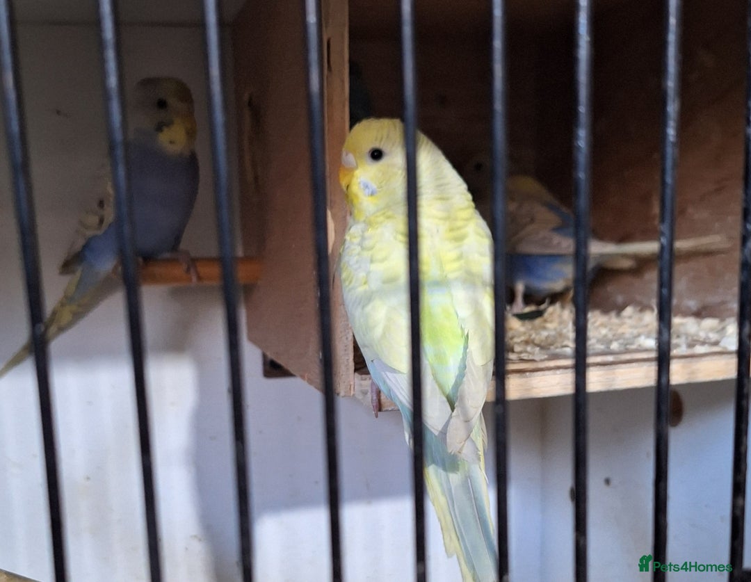 Budgerigars birds for sale: Budgies for sale ,  9 weeks +  - Advert 5