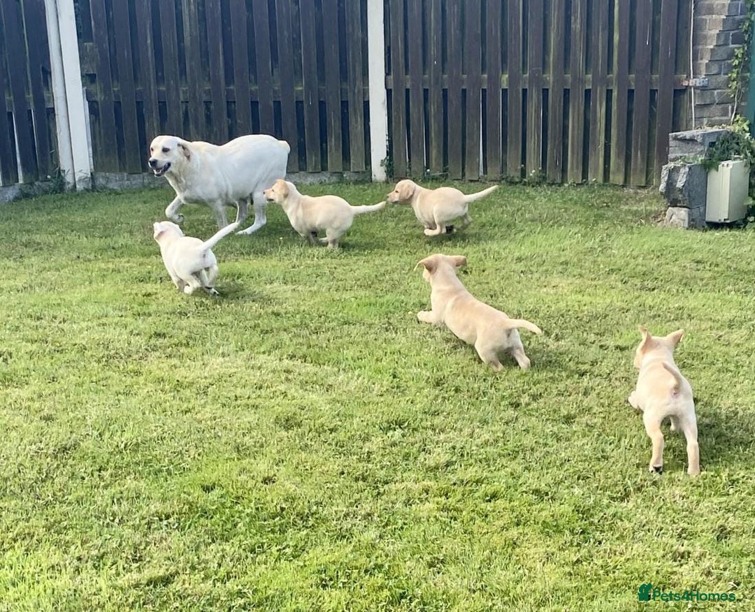 Labrador Retriever dogs for sale: Health checked labrador puppies - Image 6