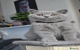 British Shorthair cats for sale: (READY NOW) Show Quality Champions 🥇🏆BSH GCCF - Image 24