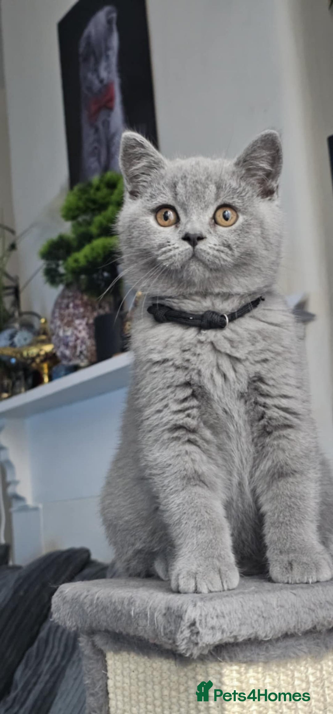 British Shorthair cats for sale: (READY NOW) Show Quality Champions 🥇🏆BSH GCCF - Image 24