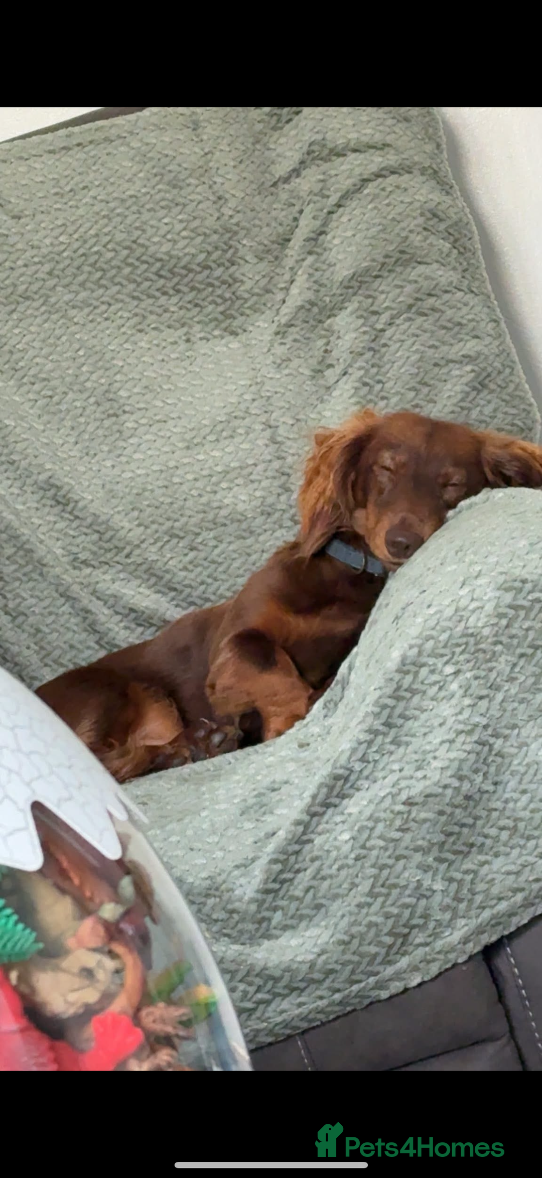 Miniature Dachshund dogs for stud: Miniature long haired dachshund  - Advert 2