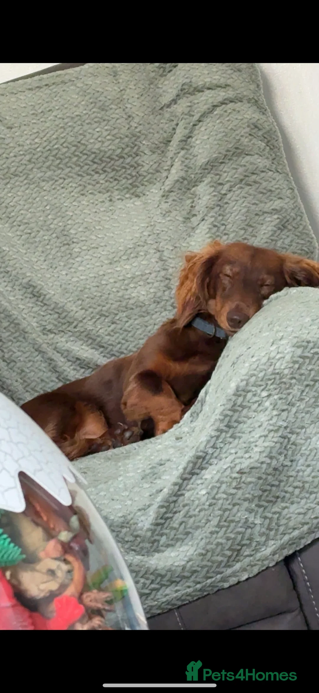 Miniature Dachshund dogs for stud: Miniature long haired dachshund  - Advert 2