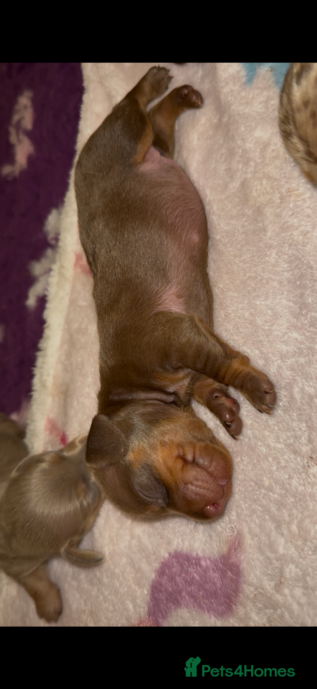 Miniature Dachshund dogs for sale: 🐾🌟KC Reg Miniature Dachshund Puppies🌟🐾 - Advert 14
