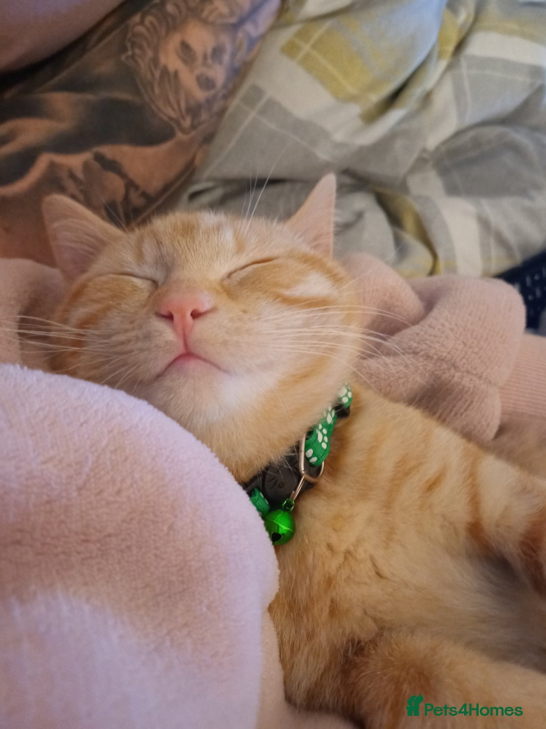 Mixed Breed cats for sale: Male ginger kitten 7 months old - Image 9