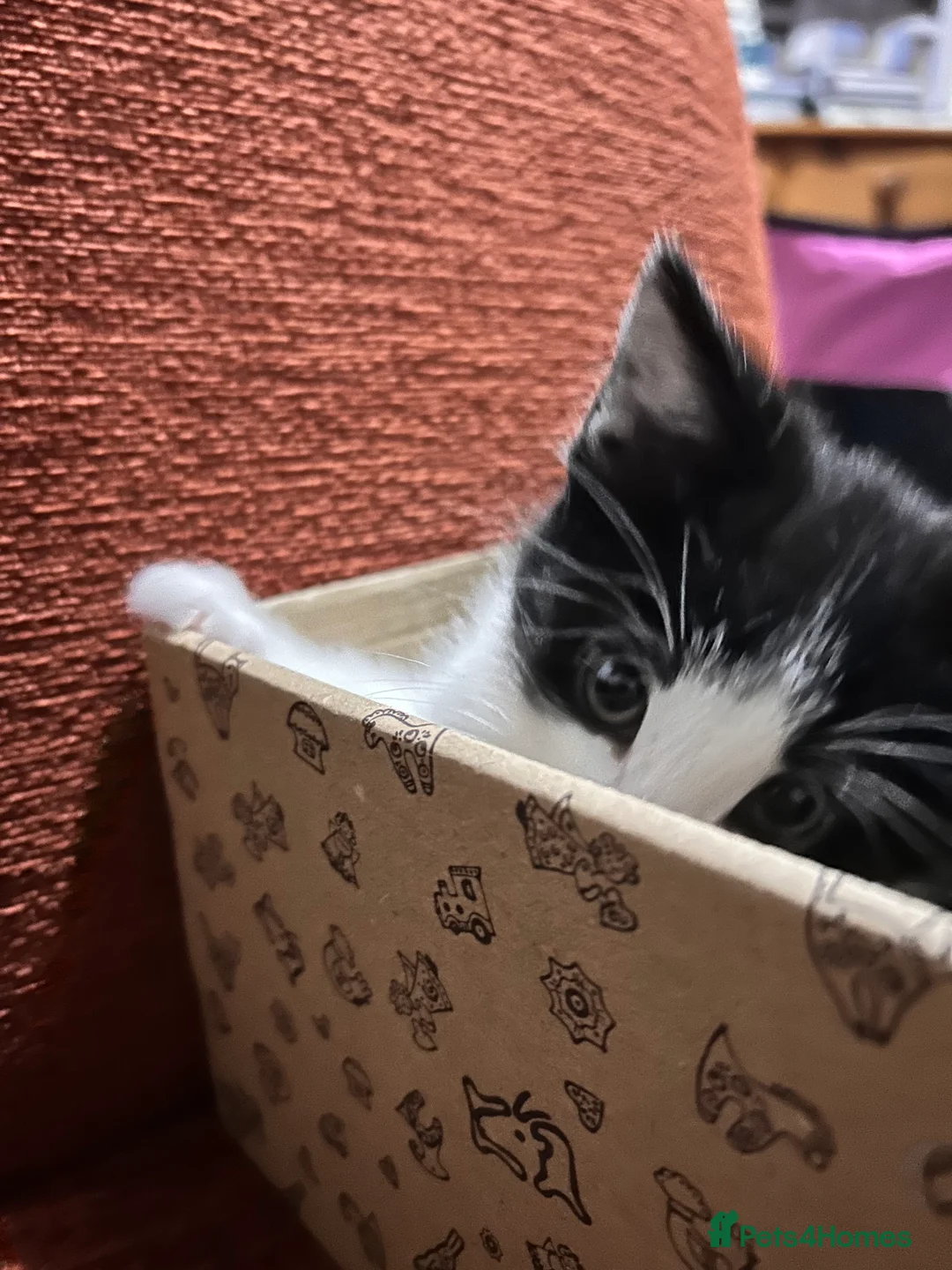 Mixed Breed cats for sale: Kittens are looking for a home  - Advert 23