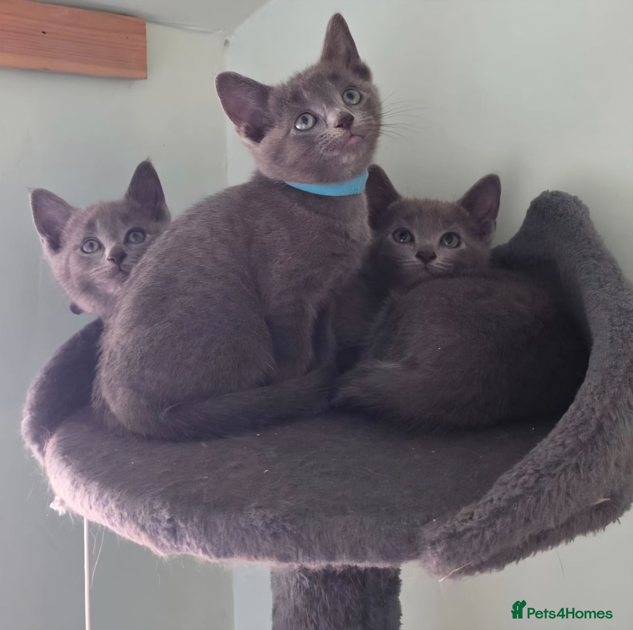 Russian Blue cats Beautiful full Russian Blue Kittens  - Advert 1