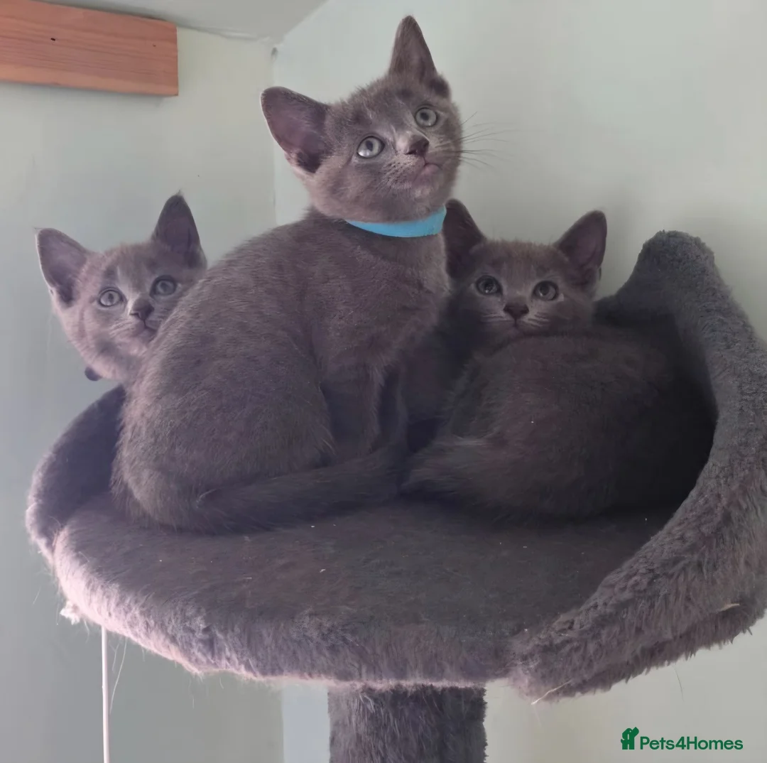 Russian Blue cats for sale: Beautiful full Russian Blue Kittens  - Advert 1