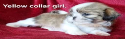 Shih Tzu dogs for sale: Miniature Shih-tzu's  - Advert 28