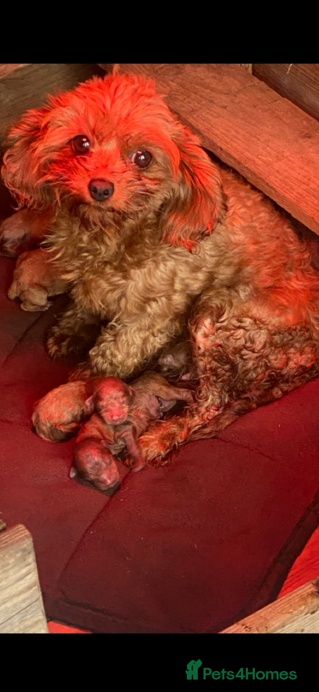 Cavapoo dogs for sale: PERFECT CAVAPOOS ❤️ - Advert 6