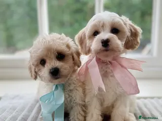 Mixed Breed dogs Shichon-poo Teddy bear-last boy puppy! - Advert 13