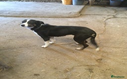 Border Collie dogs for sale: Collie puppies  - Image 3