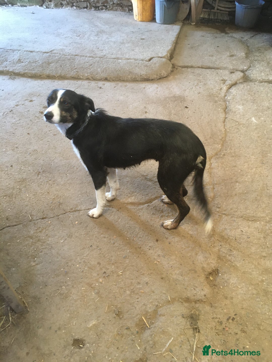 Border Collie dogs for sale: Collie puppies  - Image 3