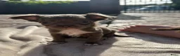 Chihuahua dogs for sale: 3 beautiful KC babies  - Advert 29