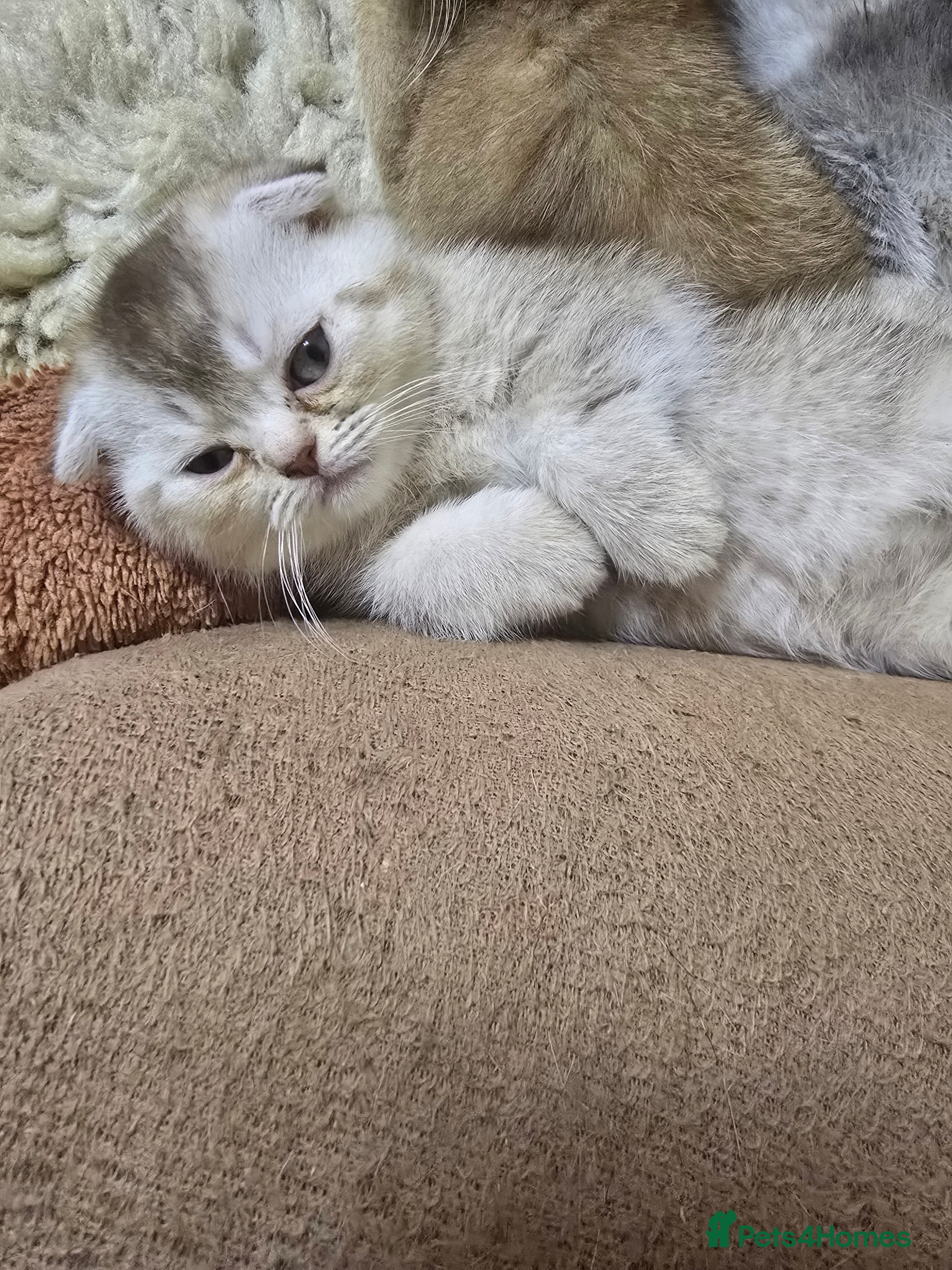 Scottish Fold cats Adorable Scottish Fold Kittens for Sale!  - Advert 2