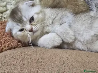 Scottish Fold cats Adorable Scottish Fold Kittens for Sale! - Advert 2