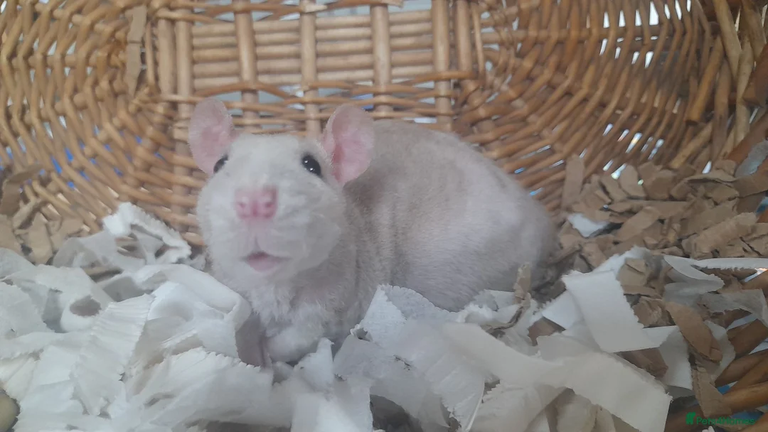 Rat rodents for sale: Pair of Male Rats  - Advert 5
