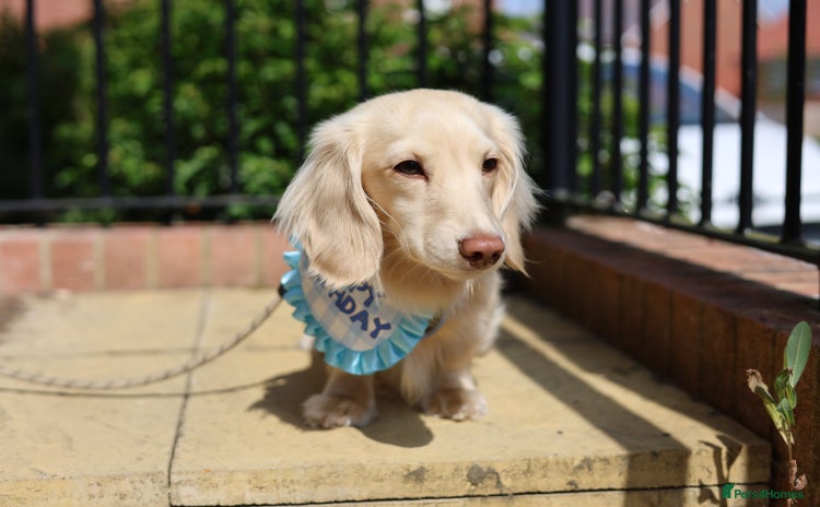 Miniature Dachshund dogs - Advert 4