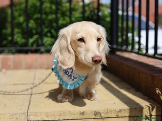 Miniature Dachshund dogs - Advert 25