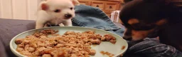 Chihuahua dogs for sale: 2x Chihuahua puppies  - Advert 5