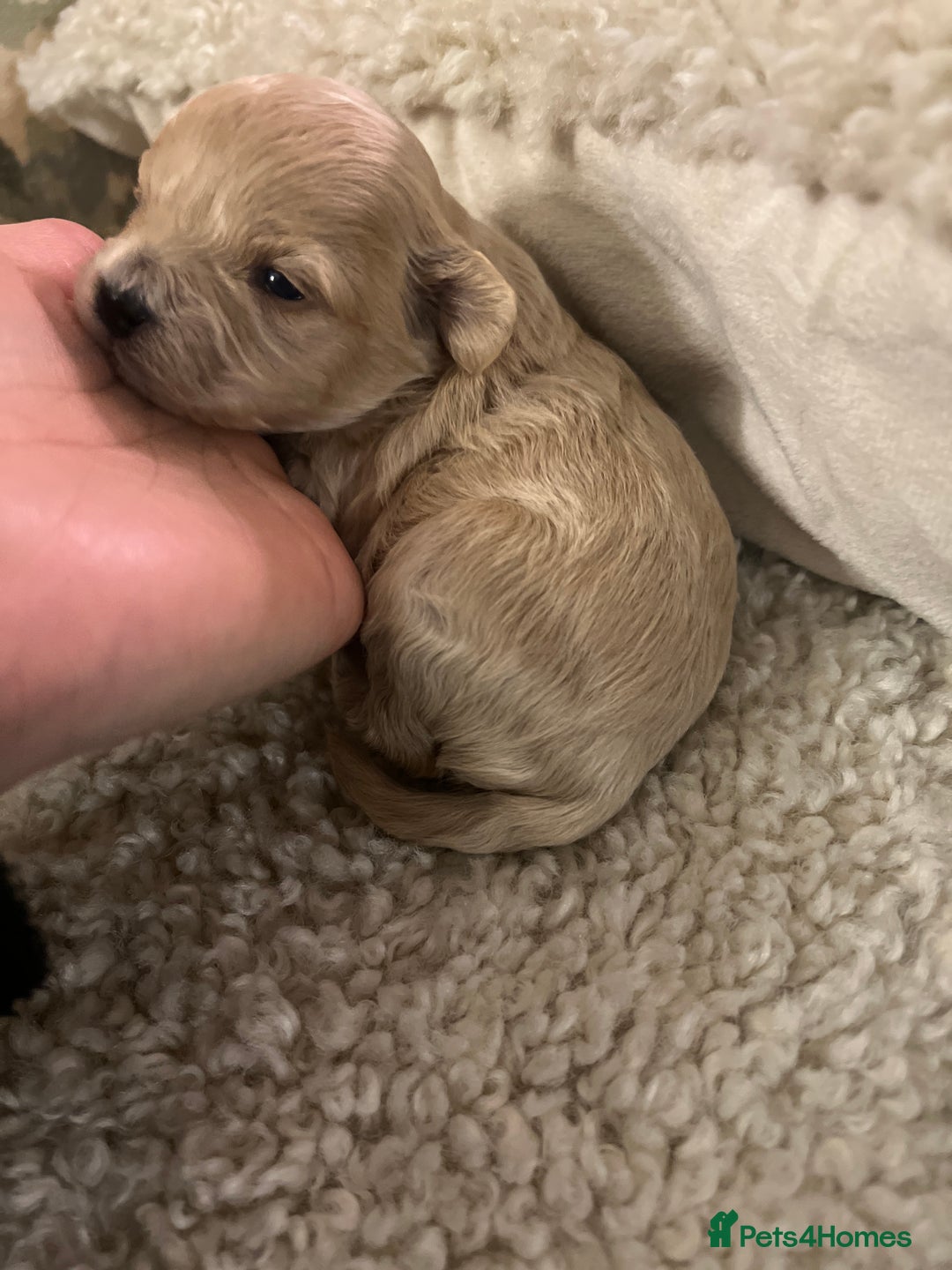 Maltipoo dogs for sale: family pet litter Mini Maltipoo puppies  - Advert 11