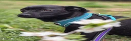 Mixed Breed dogs for adoption: ❤️🐶 MONICA – PURE AFFECTION IN A SMALL BODY in Burton-on-Trent - Advert 11