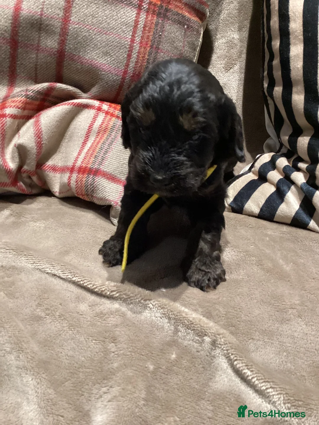 Cockapoo dogs for sale: Cockerpoo  - Advert 11