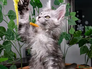 Maine Coon cats STUNNING PEDIGREE TICA REG MAINE COON KITTENS - Advert 2