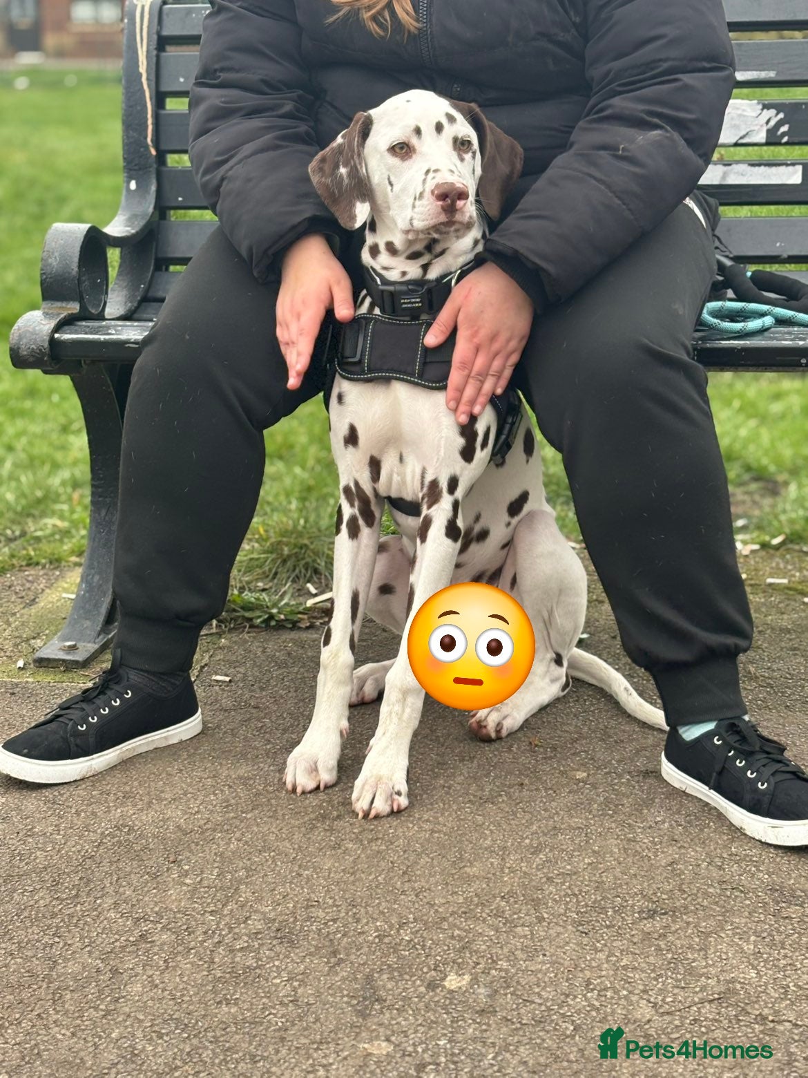 Dalmatian dogs Liver & white male puppy  - Advert 1