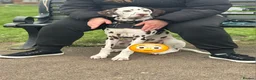 Dalmatian dogs for sale: Liver & white male puppy  in Hull - Advert 1